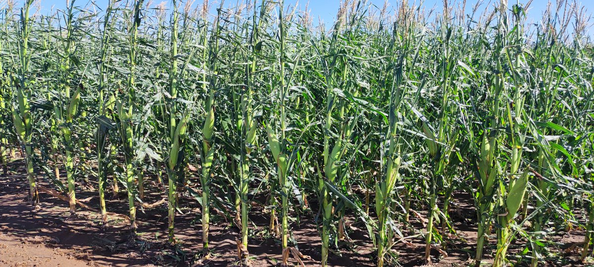 Flavio D Bertola tweet media