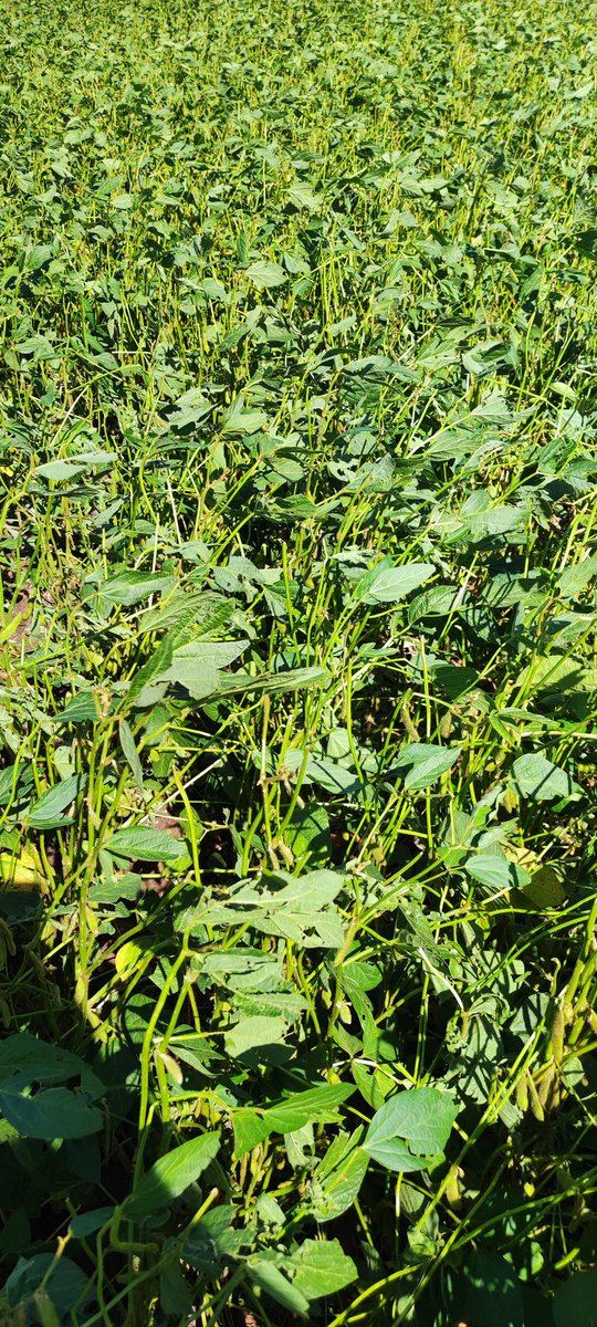 Flavio D Bertola tweet media