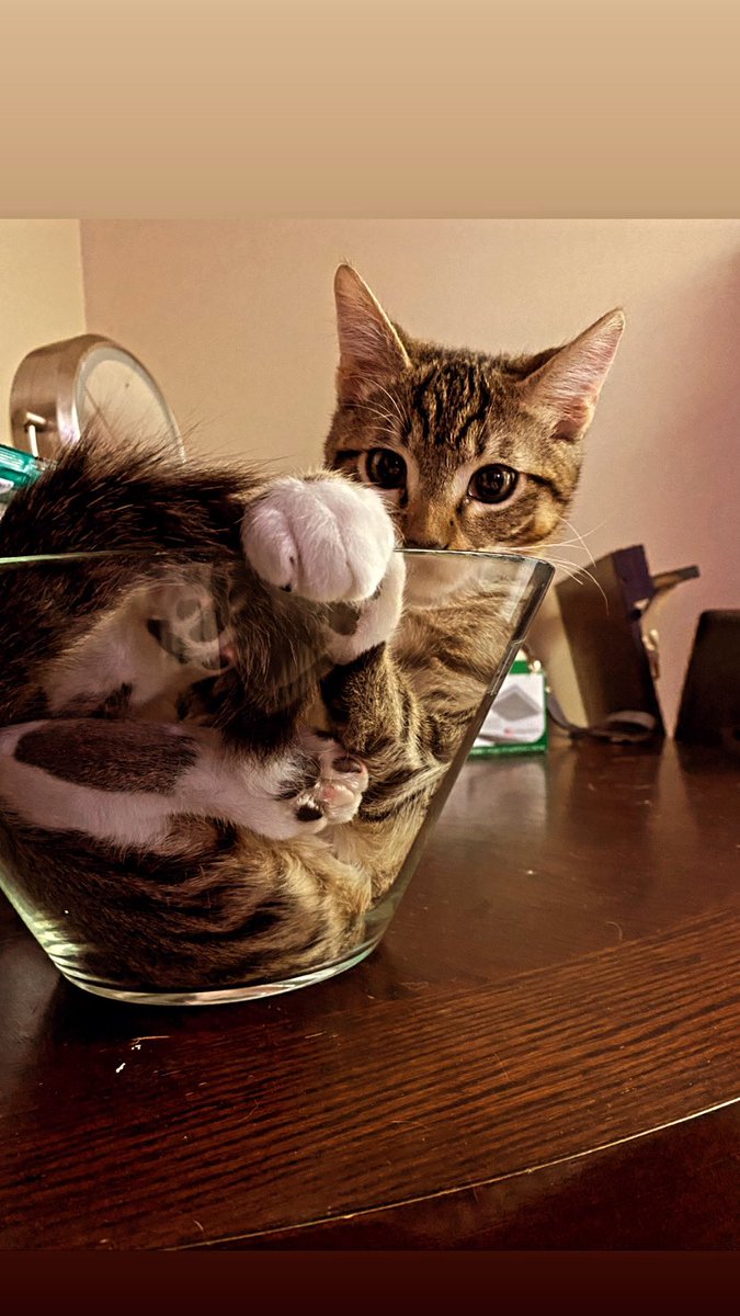mswindupbird_'s tweet photo. Apparently it’s true, if they fit, they sit. Someone claimed the empty fruit bowl. https://t.co/3nG6XfOyPP