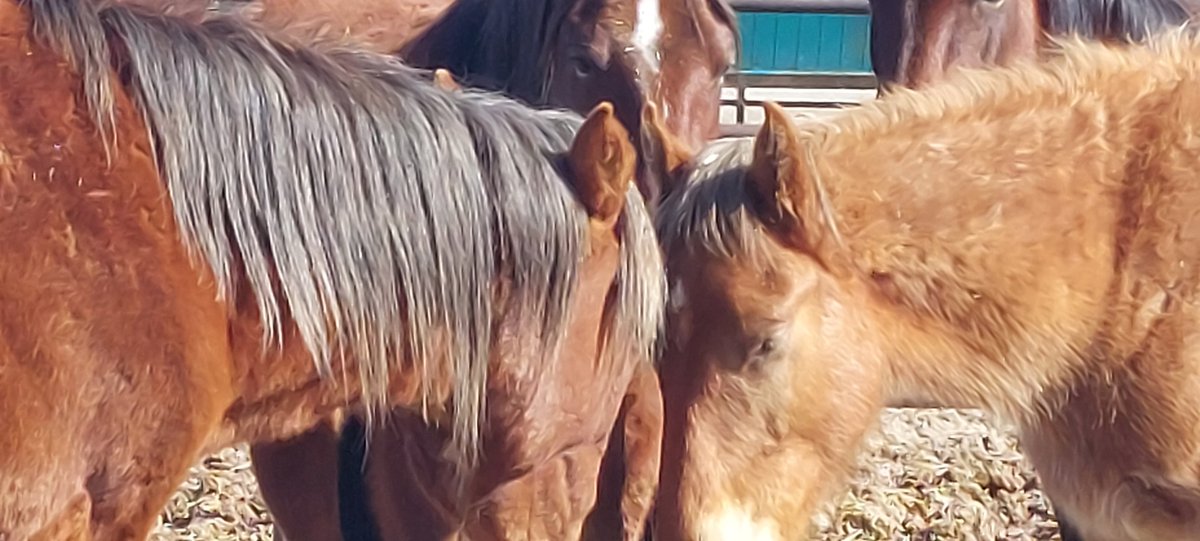 The colt is Sunset. Born in 2021 on the Nevada range, he hasn't hung around w Mom much lately. Until now. In @BLMNational captivity, he presses his face to hers or panic #nurses Tuesday he'll be castrated & penned w other males #wildhorses #publiclands #horses  @NutAdvocates