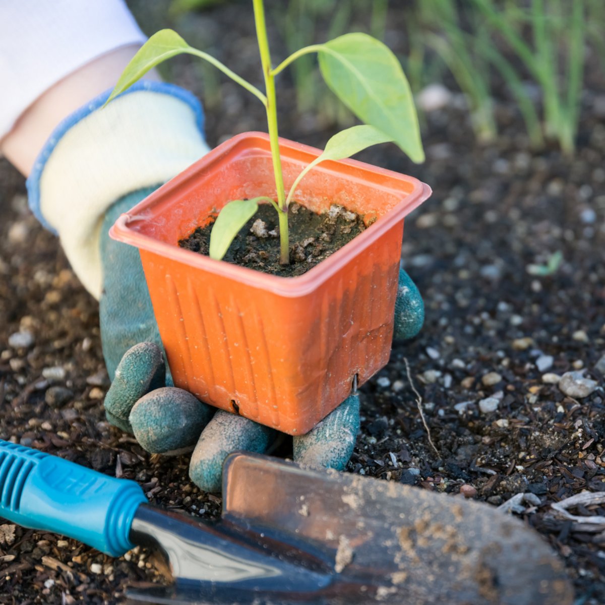 RLKalispell's tweet image. The #FreetheSeeds 8th Annual Fair will be on March 4th; it&apos;s #free to attend. The #fair will teach the community the importance of a robust local food system. There&apos;ll be booths, classes, and giveaways. Learn more here:  bit.ly/3Y80iXv.