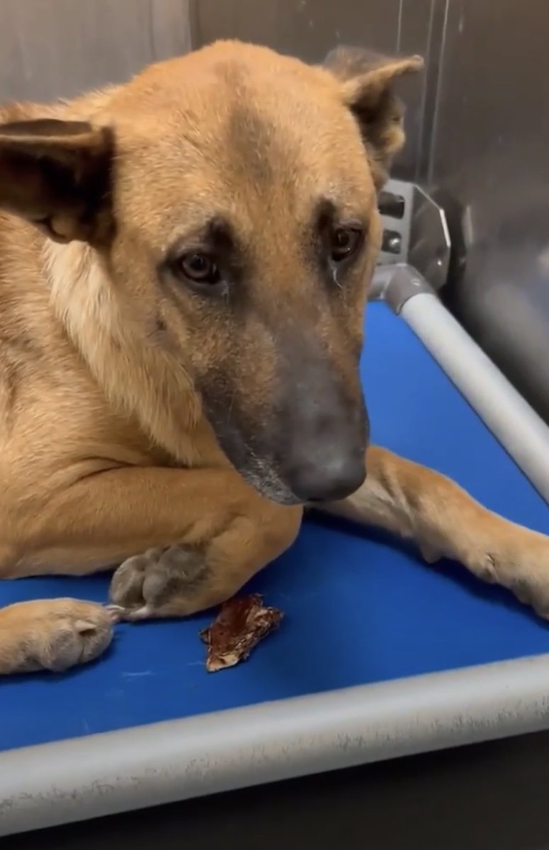 #TN #MEMPHIS
🆘FINAL PLEA🆘 Burbuja 3yo girl hw+ OWNER SURRENDERED She is totally heartbroken &amp; bewildered to be at the shelter. A gentle girl-HAS RESCUE INTEREST BUT NEEDS 🔹FOSTER &amp; 🔹Pledges for HW. Pls help🆘MUST EXIT 2/20-DIES TUESDAY 2/22 #MASA20942
m.facebook.com/story.php?stor…