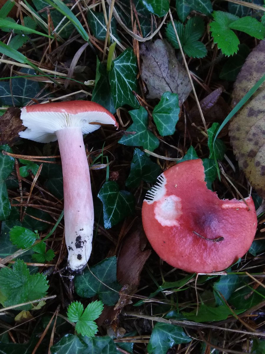Carolin20927040's tweet photo. Some more Autumn colour, dag 19
#KleurInDeNatuur #rood #colourinnature #fungi #mushroommonday https://t.co/Ic3N9WpkKW