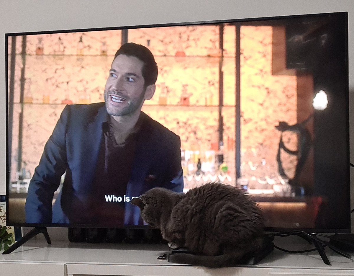 crysania12's tweet photo. When you're cat-sitting a cat named Angel, is it a surprise that she loves the Devil @LuciferNetflix @tomellis17 every time I put on Lucifer, she's there 😇😈 https://t.co/ddWn6rYAHs