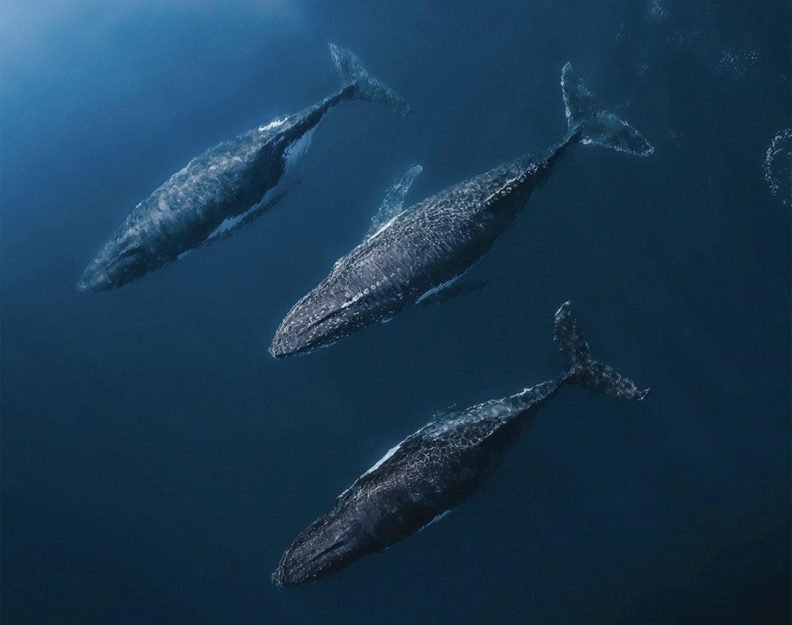 Timmboslice_'s tweet photo. Today is World Whale Day 🐋💙🌊 https://t.co/COHltgcPBs