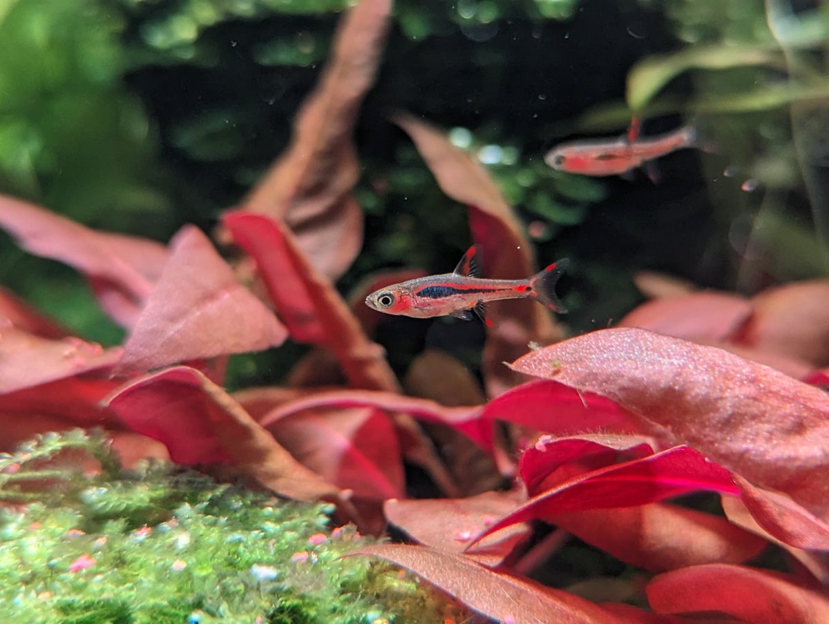 nib_kx's tweet photo. Boraras brigattae 🌶️ https://t.co/bZOKTXIwym