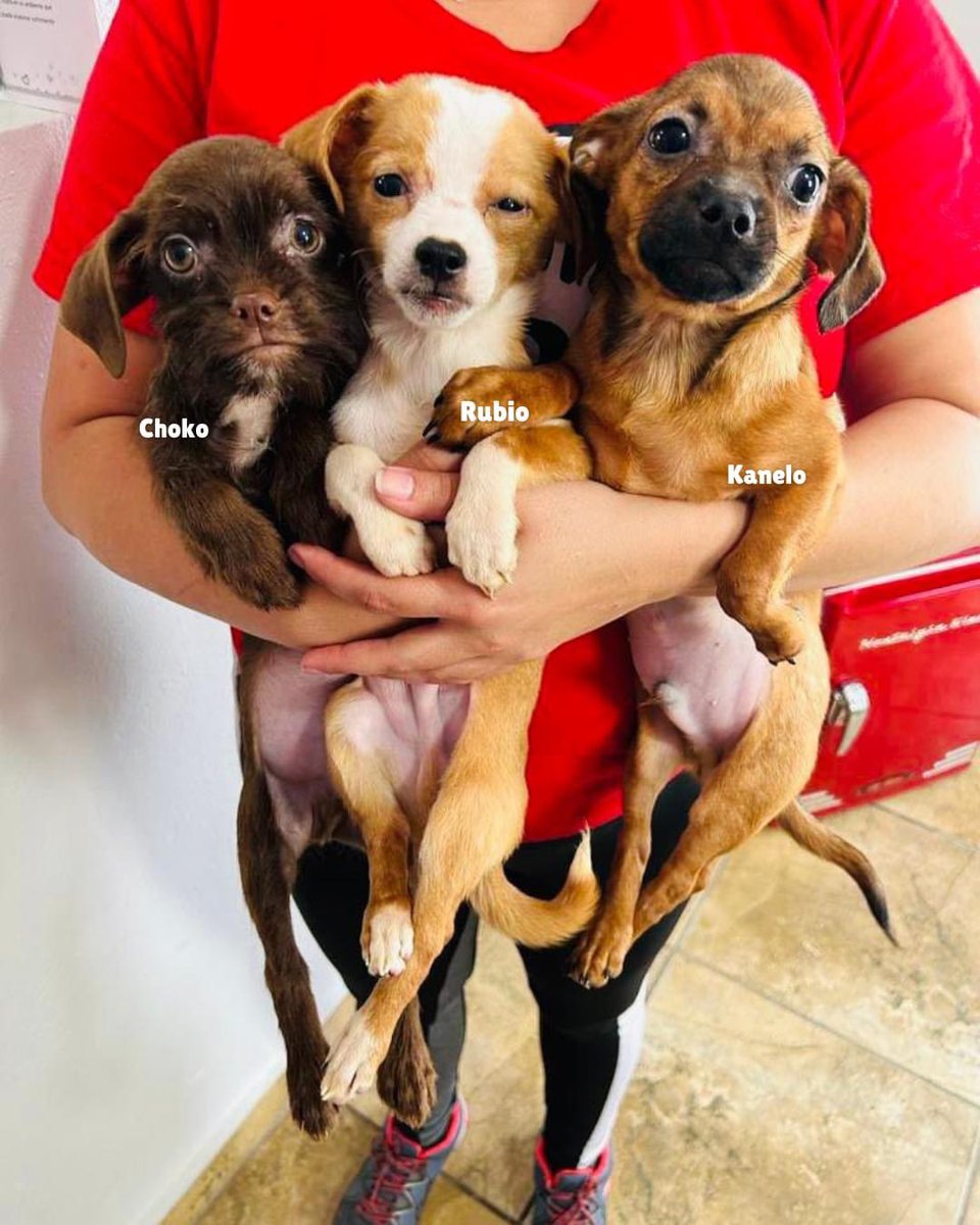 rabitokontento's tweet photo. Amigos, buenas noticias! 5 de los 10 perritos ya han encontrado sus nuevos hogares, ya sea a través de adopción o nuestro programa de ¨Foster to Adopt¨. 2 de 10 tienen familias interesadas en ellos, ¡pero estos 3 chicos todavía están disponibles! https://t.co/dptnbouLxD