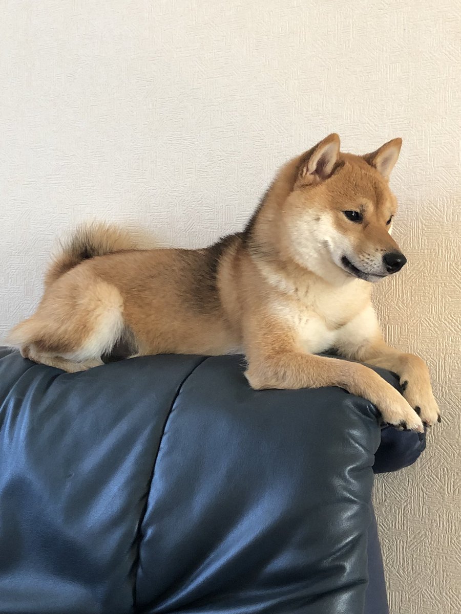 今朝のコタロウ