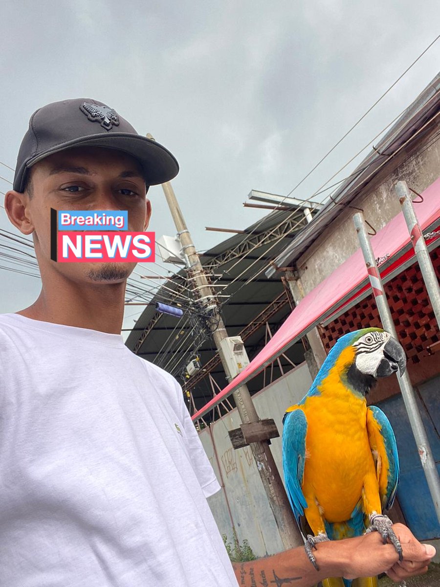 Paz no domingo 🦜❤