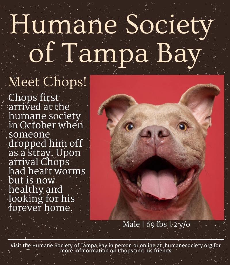 PawsUpTampa's tweet photo. This is Chop! He's a two and a half year old terrier mix who has been staying at the @HumaneTampaBay since October of 2022. Chop is energetic as well as gentle with kids and looking for a forever home! Come visit Chop and his friends at the Humane Society of Tampa Bay. https://t.co/sQAJUClHCO