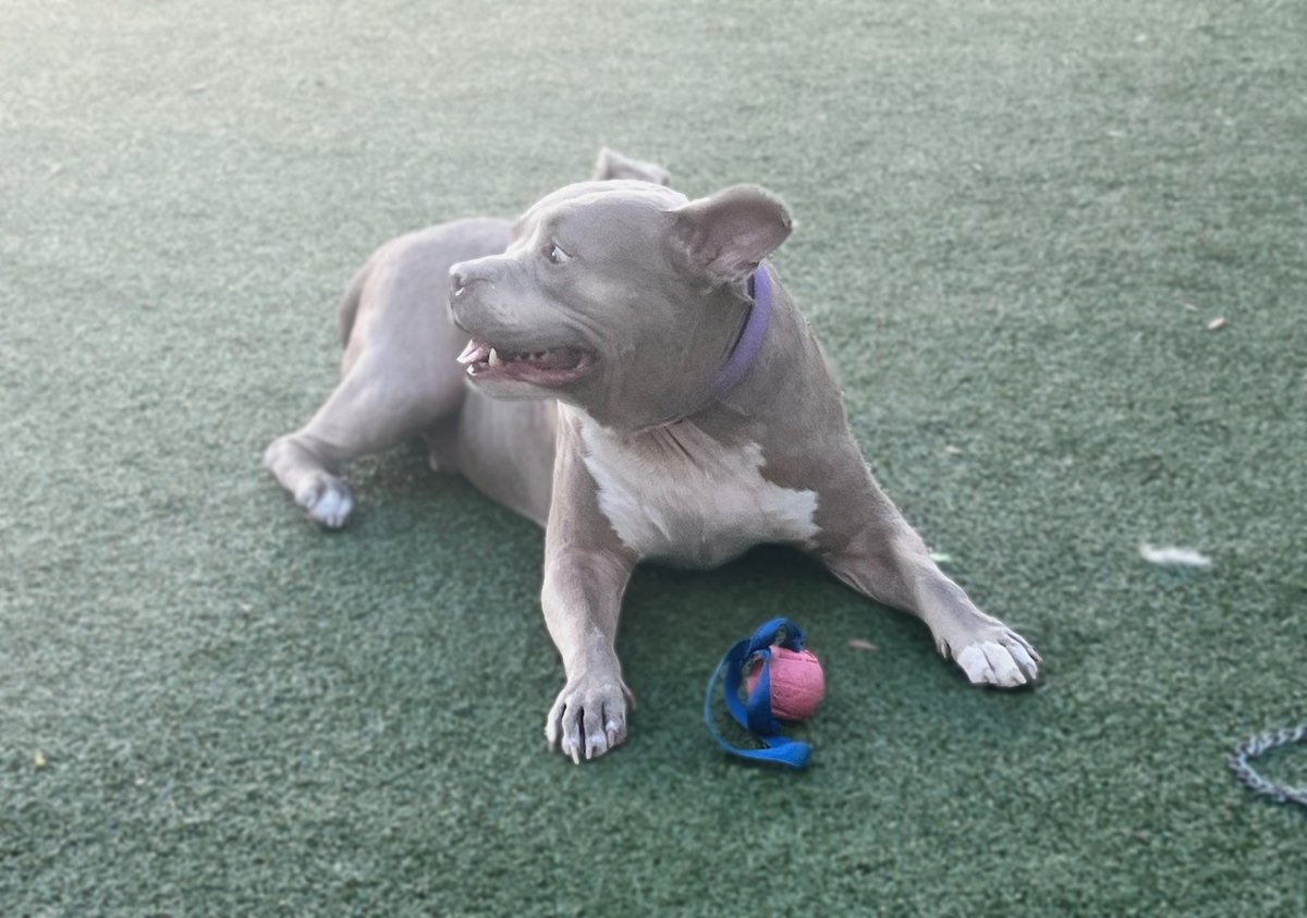 PawsUpTampa's tweet photo. This is Chop! He's a two and a half year old terrier mix who has been staying at the @HumaneTampaBay since October of 2022. Chop is energetic as well as gentle with kids and looking for a forever home! Come visit Chop and his friends at the Humane Society of Tampa Bay. https://t.co/sQAJUClHCO