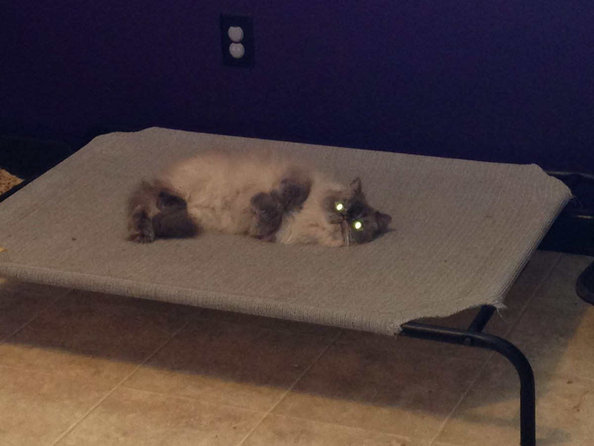 Valkyrie_AV_'s tweet photo. #GoodNightTwitterWorld 
Hope everyone had a great weekend!
Praying Catdroid &amp; Greta don’t team up to smother me in my sleep.🙄😒
#Catdroid #EvilDemon #Goodnight https://t.co/i39DsVNWEx