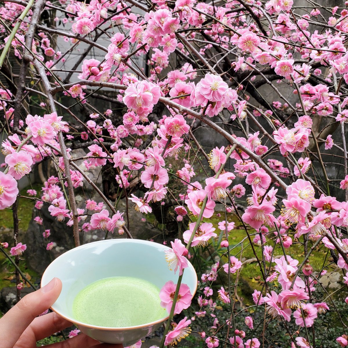 camelliakyoto's tweet photo. 🔍👀IN SEARCH OF BLOSSOMS🗺️🌸
The plum blossoms are blooming again, and the city is awaking from its winter slumber.

Here is a handy thread about some of the best places to catch ume in Kyōto🧵⬇️
#Kyoto #京都 #梅 #plumblossoms #ume #梅の花 #Japan 

Do add your own suggestions!��‍♂️ https://t.co/T7PD3cFcwJ