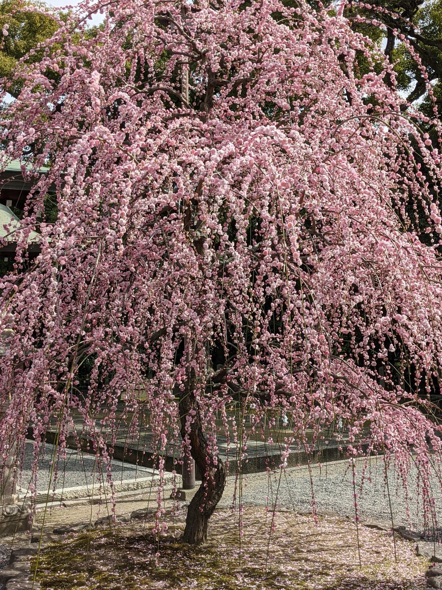 camelliakyoto's tweet photo. 🔍👀IN SEARCH OF BLOSSOMS🗺️🌸
The plum blossoms are blooming again, and the city is awaking from its winter slumber.

Here is a handy thread about some of the best places to catch ume in Kyōto🧵⬇️
#Kyoto #京都 #梅 #plumblossoms #ume #梅の花 #Japan 

Do add your own suggestions!��‍♂️ https://t.co/T7PD3cFcwJ