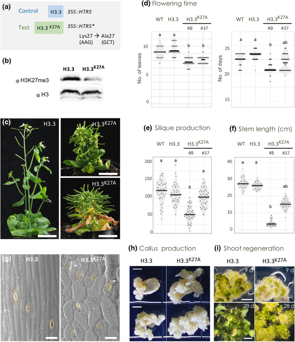 NewPhyt's tweet photo. Lysine 27 of H3.3, an epigenetic checkpoint for development and lignin biosynthesis in plants
Fal et al. @LPCV_Grenoble ; @UGrenobleAlpes ; @IRIG_Grenoble ; @LabexGRAL;  @cnrs_ibmp ;  @Cristel_Carles ; @EshedLab 

📖https://t.co/mSUWaKlMC1 https://t.co/WjNwURAKqj