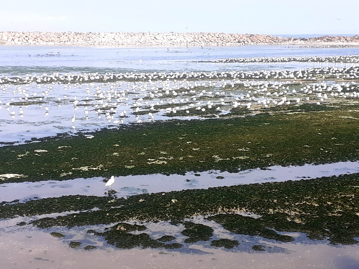 julioayala1965's tweet image. La Punta, punto fijo de aves migratorias...
#LaPunta #Callao #peru🇵🇪 #paisajesperu #culturaperu #goperu #goodvibes #greatday #adventure #amazing #history #naturephotography #culturephotography