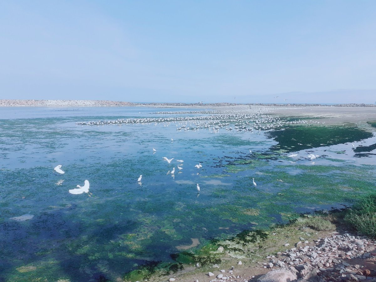 julioayala1965's tweet image. La Punta, punto fijo de aves migratorias...
#LaPunta #Callao #peru🇵🇪 #paisajesperu #culturaperu #goperu #goodvibes #greatday #adventure #amazing #history #naturephotography #culturephotography