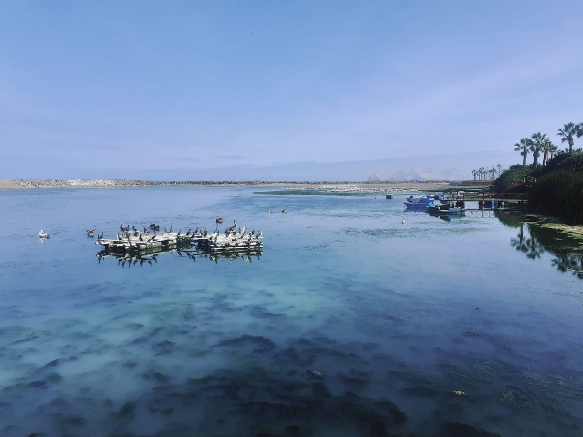 julioayala1965's tweet image. La Punta, punto fijo de aves migratorias...
#LaPunta #Callao #peru🇵🇪 #paisajesperu #culturaperu #goperu #goodvibes #greatday #adventure #amazing #history #naturephotography #culturephotography