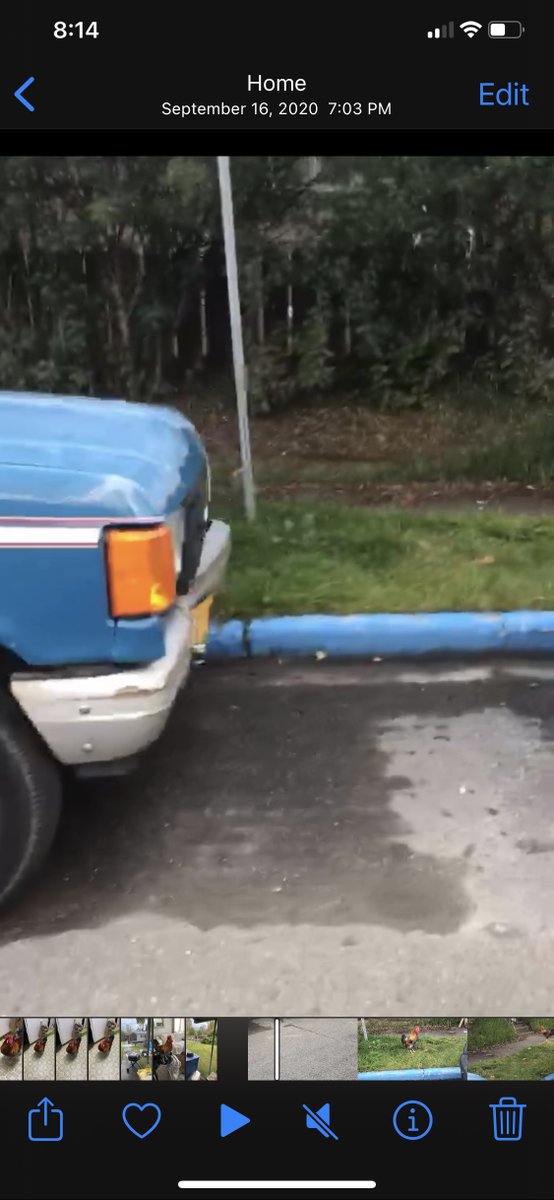 AmberaTolbert's tweet photo. Anchorage (or perhaps Alaska) friends please help if you can!

Someone has stolen my mom's 1988 F-150 blue truck and if you see it around town please reach or or call APD. The case number is 23-5133

Please share as much as you can and know that I appreciate all of your help! https://t.co/pfO4ci7RVU