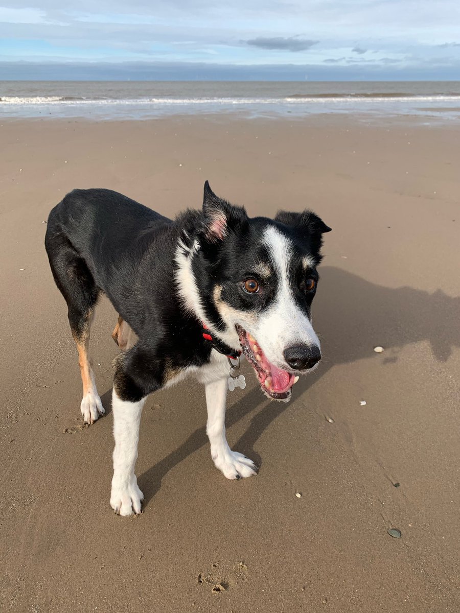 DianaFW's tweet photo. My happy boy smiling for the camera 📸😛🐾 #beachday #happyboy #bordercollie #dogsoftwitter #smileforthecamera #beachvibes https://t.co/82KEpXI4tT