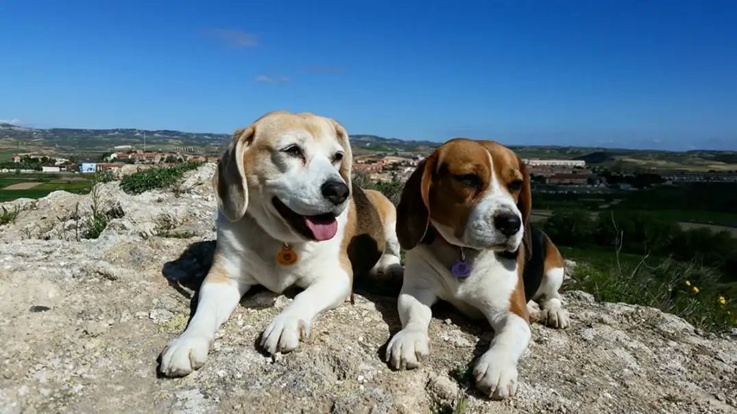 GerardoLoras tweet media