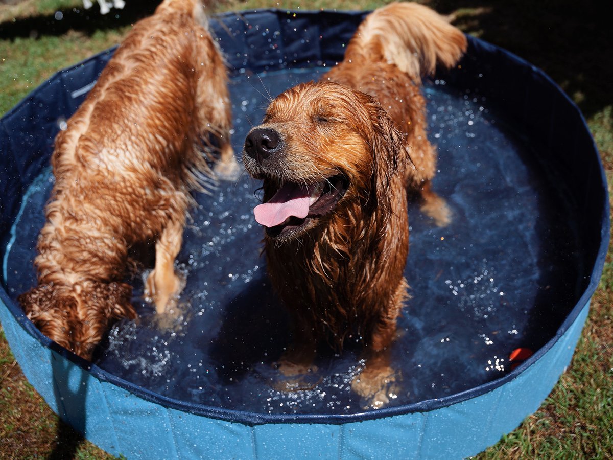 OzDogLover's tweet photo. To celebrate #LoveYourPetDay 🐶🐱❤️tomorrow 𝗙𝗲𝗯𝗿𝘂𝗮𝗿𝘆 𝟮𝟬, #PetCircle has revealed the most popular and most unusual #dog & #cat names that Australians have called their #pet in 2022, as well as the most popular dog & cat breeds.
https://t.co/ucGT4S4Zmt https://t.co/2sq9rWMJVy