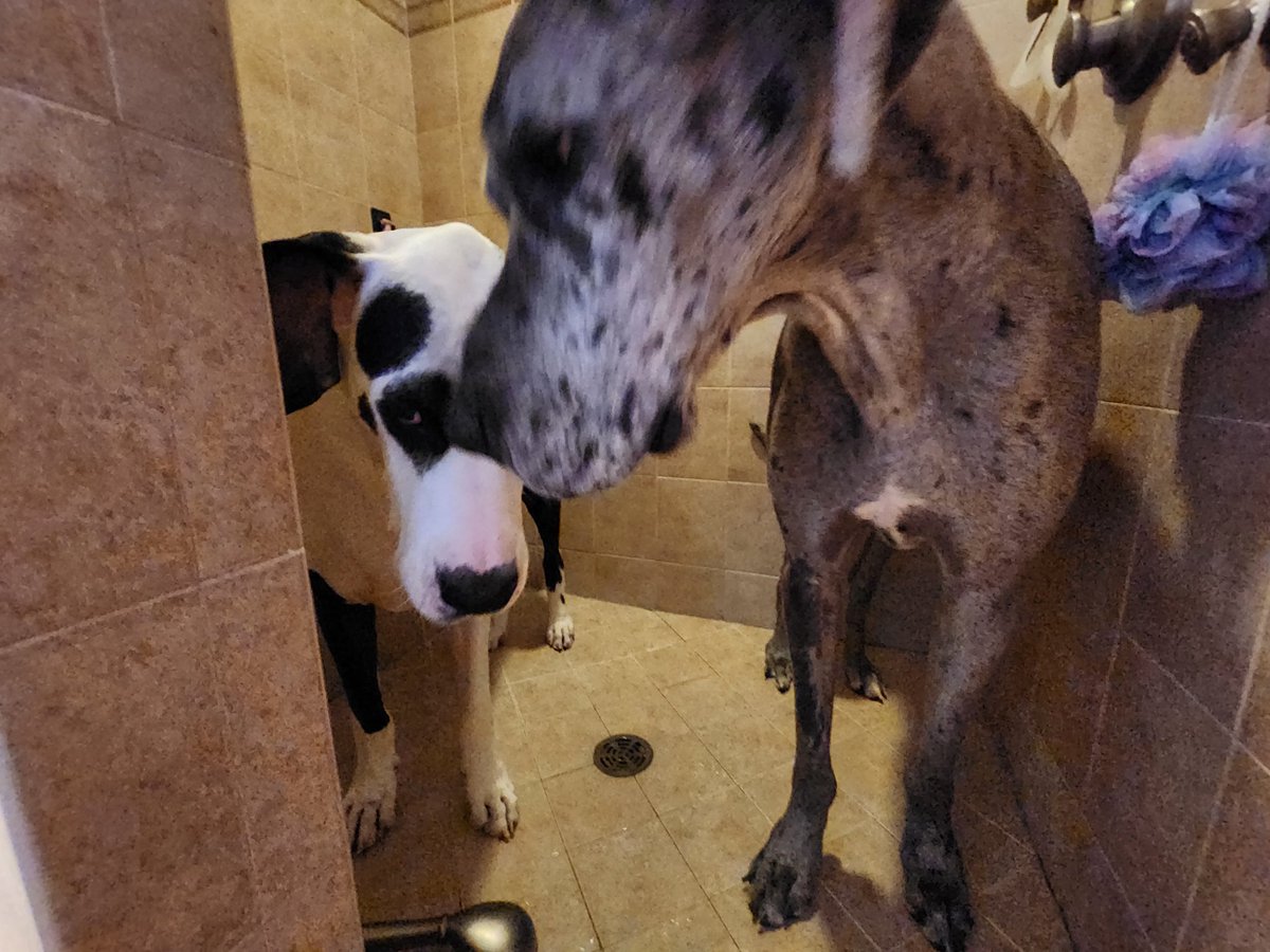 _GJK_'s tweet photo. Living life dangerously - giving two Danes a shower at the same time. 
#greatdanesrule #danelife #DogsofTwittter #GreatDane https://t.co/CRE7oCk1LK