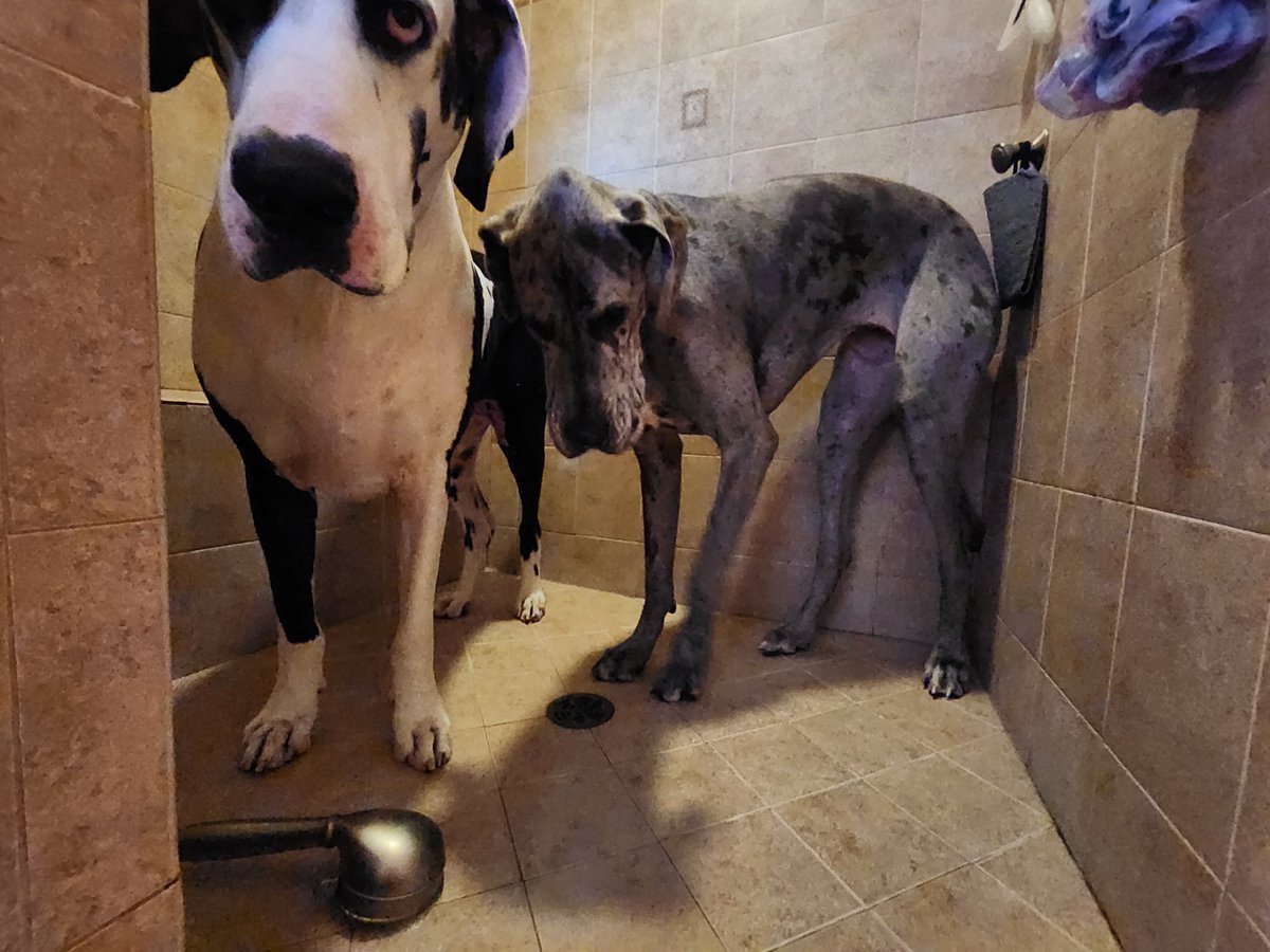 _GJK_'s tweet photo. Living life dangerously - giving two Danes a shower at the same time. 
#greatdanesrule #danelife #DogsofTwittter #GreatDane https://t.co/CRE7oCk1LK