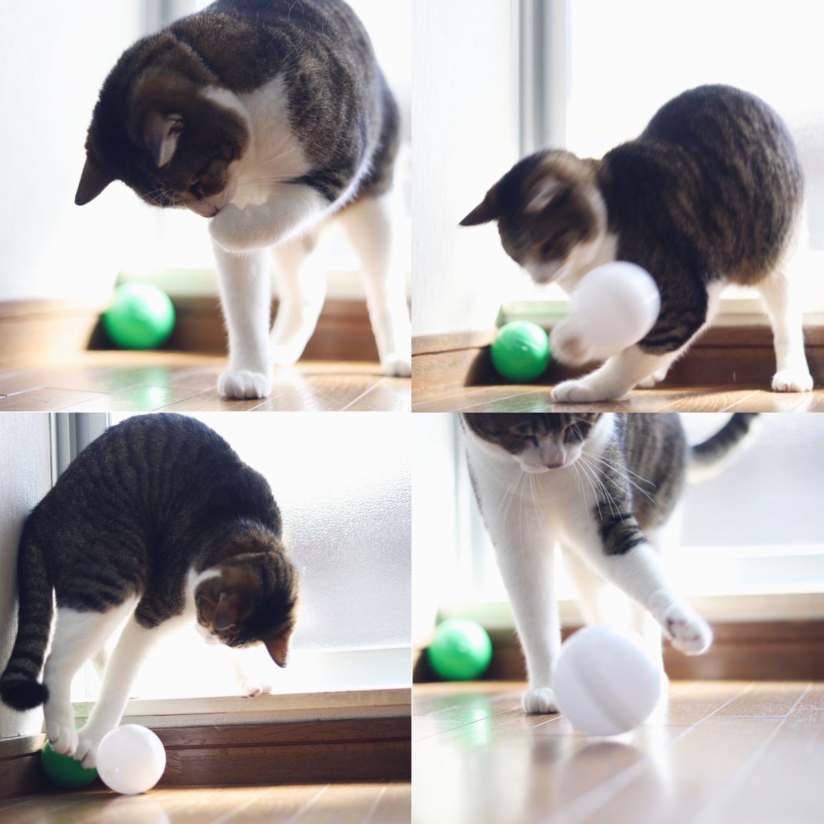 accessi_casting's tweet photo. 障がい者専門芸能事務所に所属する猫。

#へぇ〜と思ったらリツイート
#先天性若年性白内障
#猫
#ペットモデル
#障がい者モデル
#障害者 https://t.co/lF4KtPtXCM