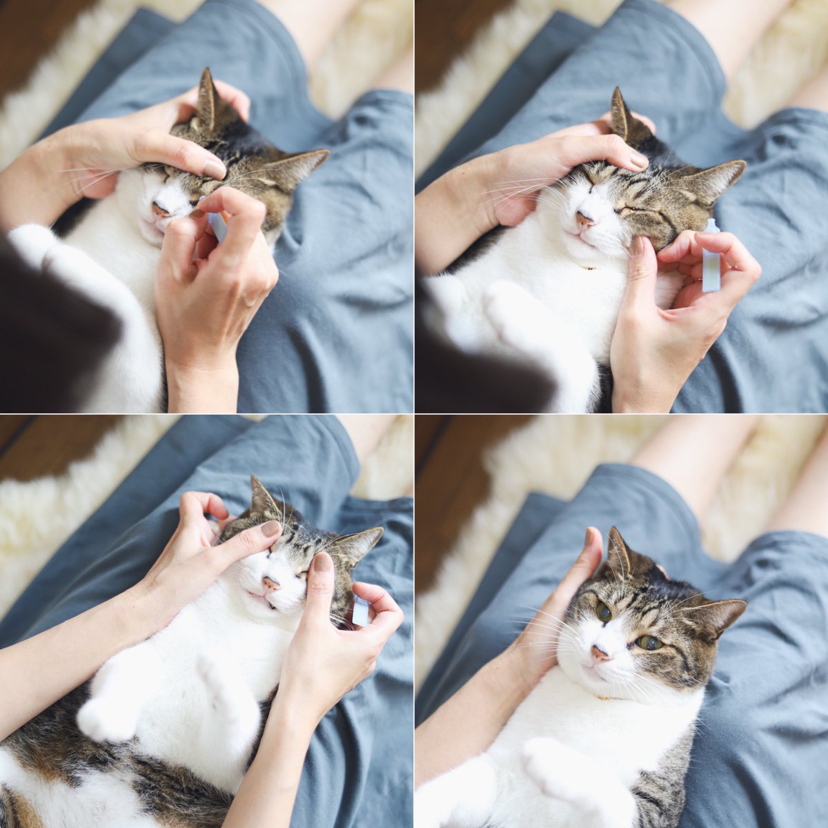 accessi_casting's tweet photo. 障がい者専門芸能事務所に所属する猫。

#へぇ〜と思ったらリツイート
#先天性若年性白内障
#猫
#ペットモデル
#障がい者モデル
#障害者 https://t.co/lF4KtPtXCM
