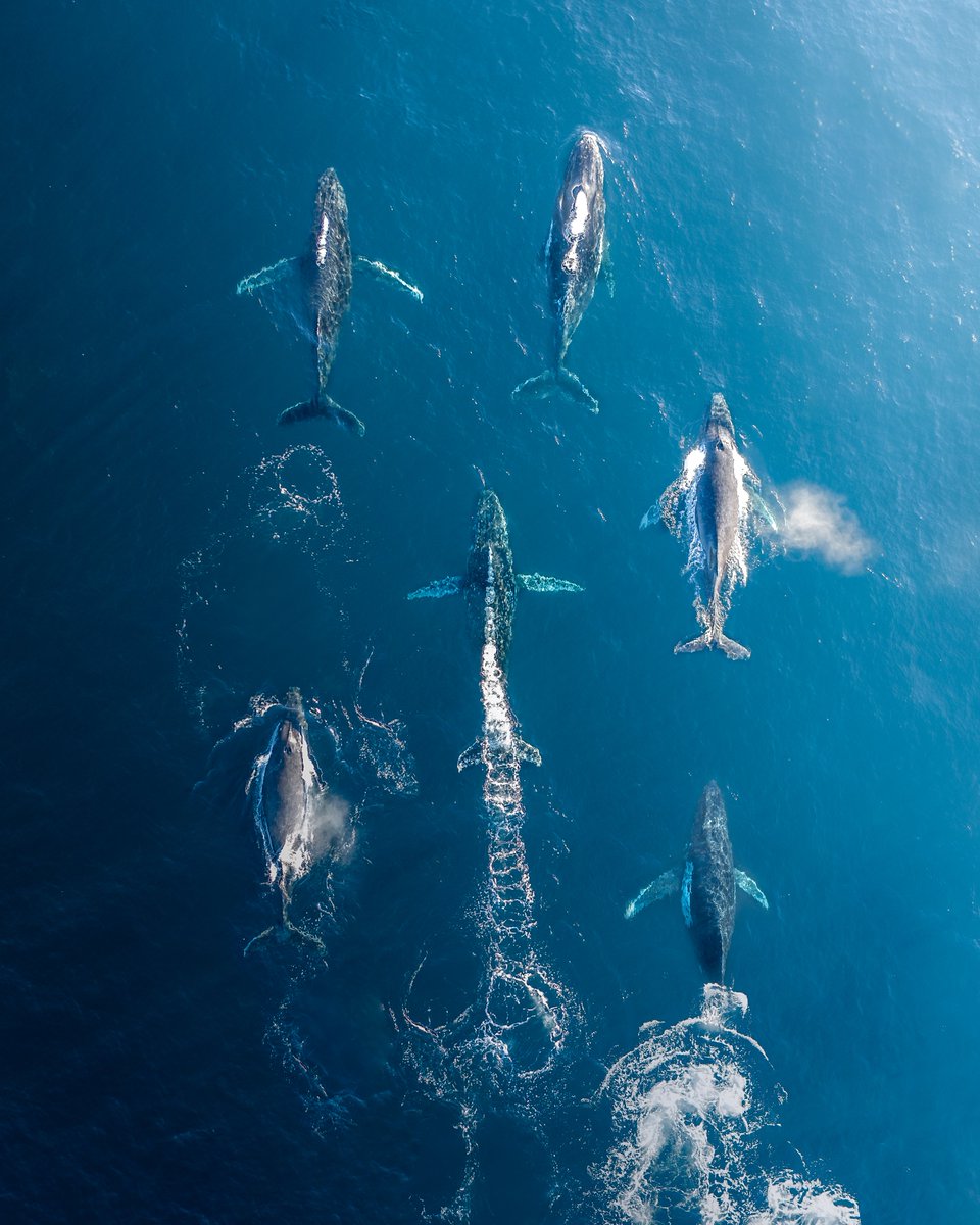 Happy #WorldWhaleDay everyone! 🐋💦💙