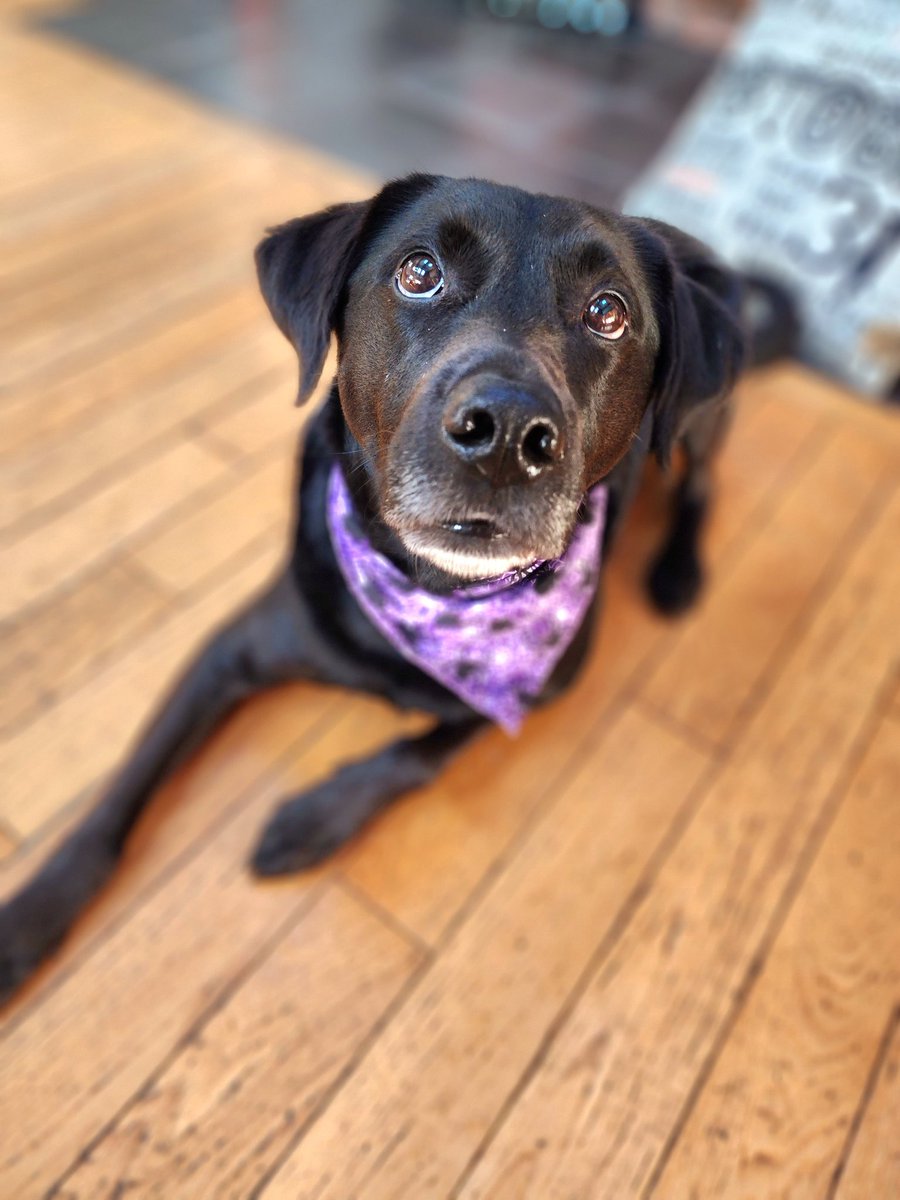 ToriLoving's tweet photo. Twitter.. it's been a while so here is a life update! 
We closed on our house and Dog Kennel in May 🥳 
Jax turns 6 this year.. 🤯
Welcomed Hallow in October ♥️ 
And, our little pig is not so little anymore 🐽 https://t.co/OttzNdDf1x