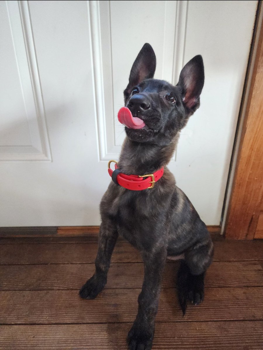 ToriLoving's tweet photo. Twitter.. it's been a while so here is a life update! 
We closed on our house and Dog Kennel in May 🥳 
Jax turns 6 this year.. 🤯
Welcomed Hallow in October ♥️ 
And, our little pig is not so little anymore 🐽 https://t.co/OttzNdDf1x