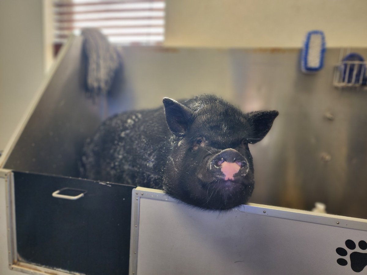 ToriLoving's tweet photo. Twitter.. it's been a while so here is a life update! 
We closed on our house and Dog Kennel in May 🥳 
Jax turns 6 this year.. 🤯
Welcomed Hallow in October ♥️ 
And, our little pig is not so little anymore 🐽 https://t.co/OttzNdDf1x