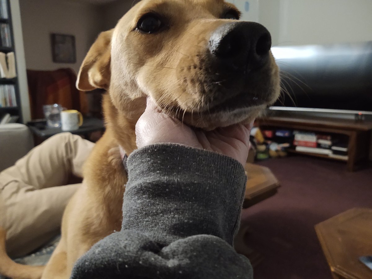 MorningDogs's tweet photo. Beginning to go s bit gray! https://t.co/oYpFmTNQOi