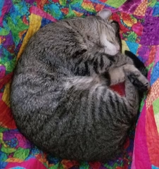 VoleForge's tweet photo. VoleForge mascot #1. Zena! Fun fact, Zena sleeps so hard that you can't even tell she is alive. She was given to the owner of VoleForge by her best friend, who thought she suffocated her...but luckily she was just asleep. :) #CatsOfTwitter #WomanOnTop #shopping #gifts https://t.co/LbxRRY2DeI