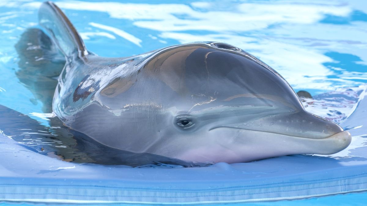 goatgirl1976's tweet photo. @wrestlejasmine I met hope and winter, I cried so when she passed .. Floridians love them both dolphin 🐬 #Winter #Hope #DolphinTale https://t.co/v1uhE6HPJv