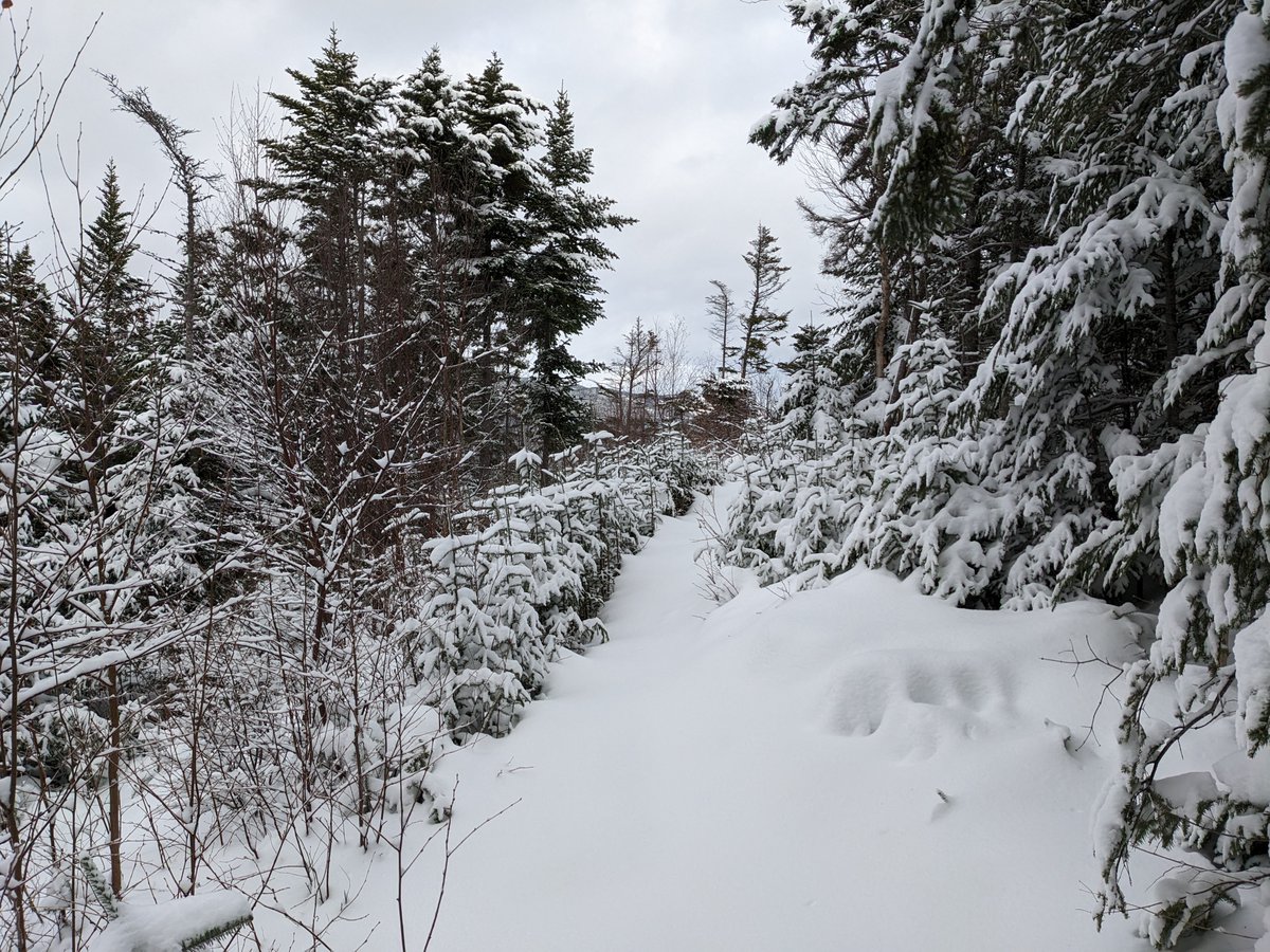 Shawn_Walters's tweet photo. Another nice day for a snowshoe on Random Island, NL. ❄️🌲 #RandomIsland #NLwx
First was between Britannia and Middle Lance Cove (2.6 km). https://t.co/lR4zP14nyO