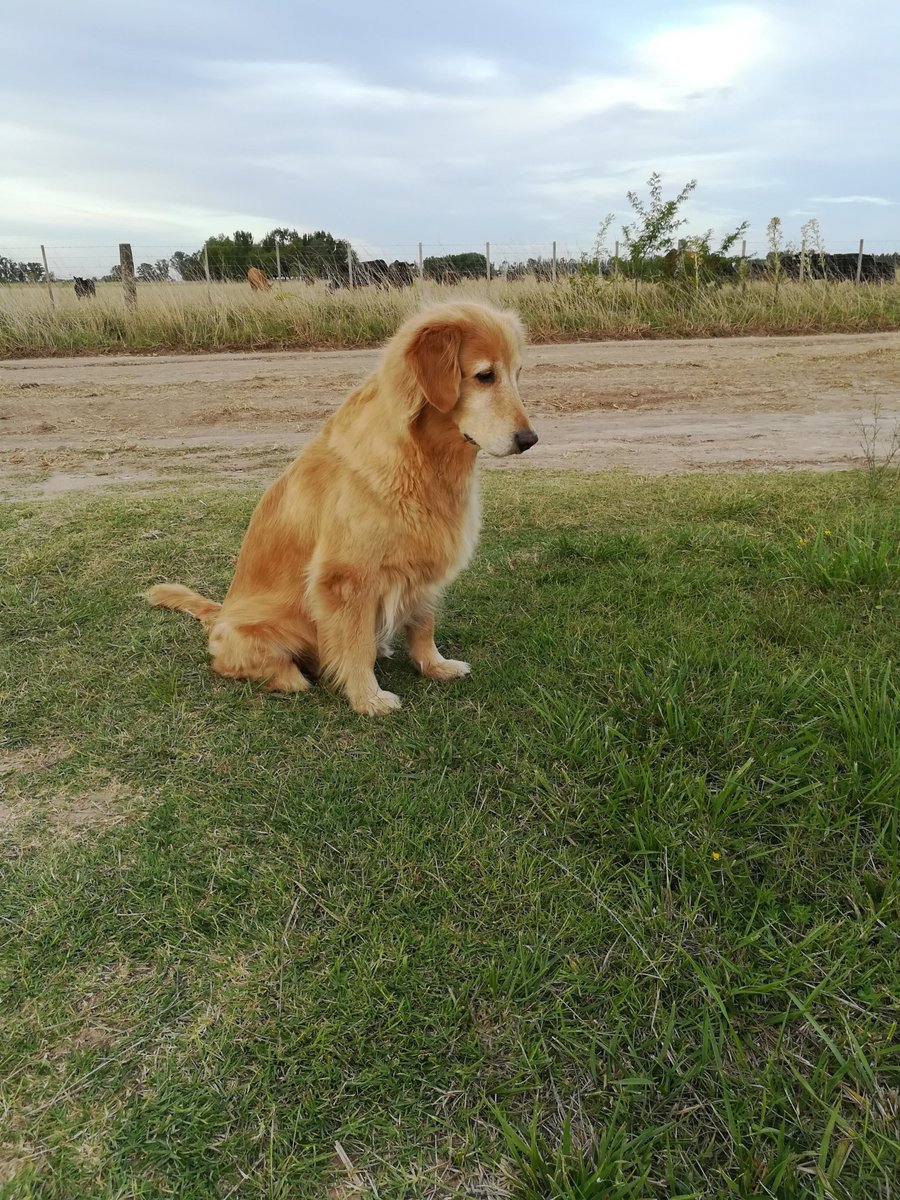 die_cata's tweet photo. Recién pasaron 24 horas y no hubo minuto del día en que no haya pensado en vos. Te extraño gordita hermosa, siempre fuiste la compañía que necesité. https://t.co/uZ5uyhV3rH