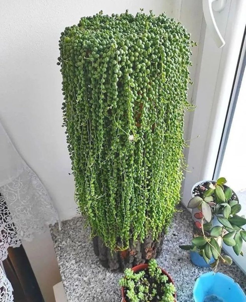 HobbyistPlant's tweet photo. String of pearls goals 🌿 https://t.co/4Rofk3MSzm