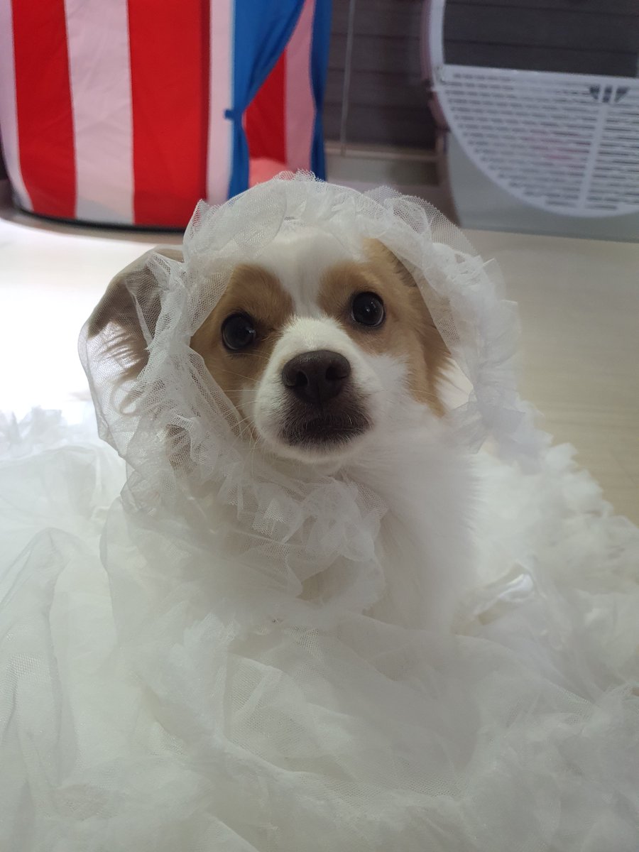 🐶몽 블랑 슈🐶 (@mong_and_shu) on Twitter photo 