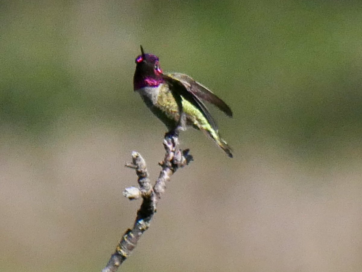 MyKindOfBird's tweet photo. Saw some fabulous California scrub jays, Anna’s Hummingbird, and Acorn Woodpeckers on my all too short vacay home - Sonoma #birdccp #urbanBirding #californiabirding https://t.co/Nan6t2coZE