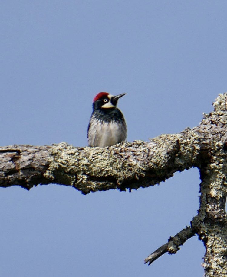 MyKindOfBird's tweet photo. Saw some fabulous California scrub jays, Anna’s Hummingbird, and Acorn Woodpeckers on my all too short vacay home - Sonoma #birdccp #urbanBirding #californiabirding https://t.co/Nan6t2coZE