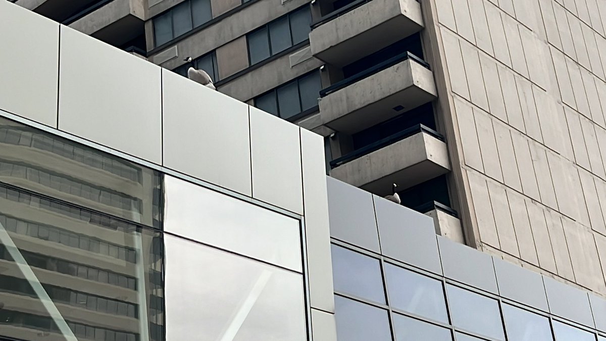 CalgaryResponse's tweet image. We went downtown today to check for #WindowStrike birds and take part in #GreatBackyardBirdCount. All clear on window strikes and…no zombies! Be ware the nesting cobra chickens though.

Need #YYC Walking Tours of the #TheLastOfUs!@AnnBoerner @v_lukasik @KeepABRolling