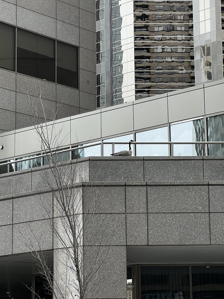 CalgaryResponse's tweet image. We went downtown today to check for #WindowStrike birds and take part in #GreatBackyardBirdCount. All clear on window strikes and…no zombies! Be ware the nesting cobra chickens though.

Need #YYC Walking Tours of the #TheLastOfUs!@AnnBoerner @v_lukasik @KeepABRolling