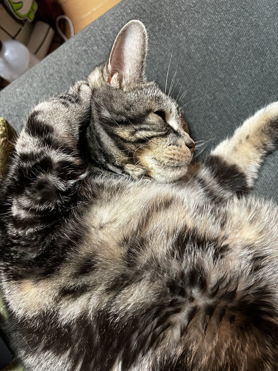 manakom's tweet photo. 『お手』を飛ばして『テヘッ』習得
#cat
#hand
#猫
#お手
#テヘ https://t.co/6c21dQl6ke