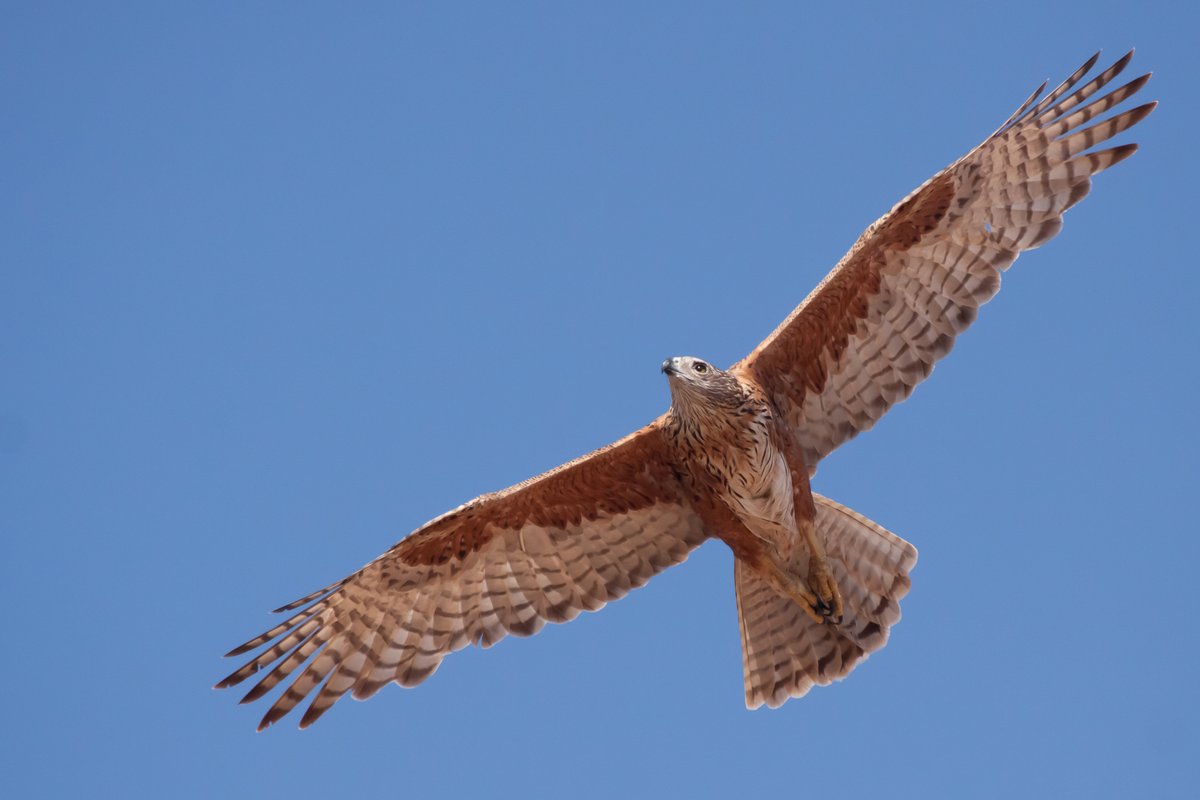 New research published today reveals the extinction and ongoing loss of Australia’s rarest bird of prey, the #RedGoshawk (Erythrotriorchis radiatus), over two-thirds of its historical range in just the past four decades…. doi.org/10.1080/015841…