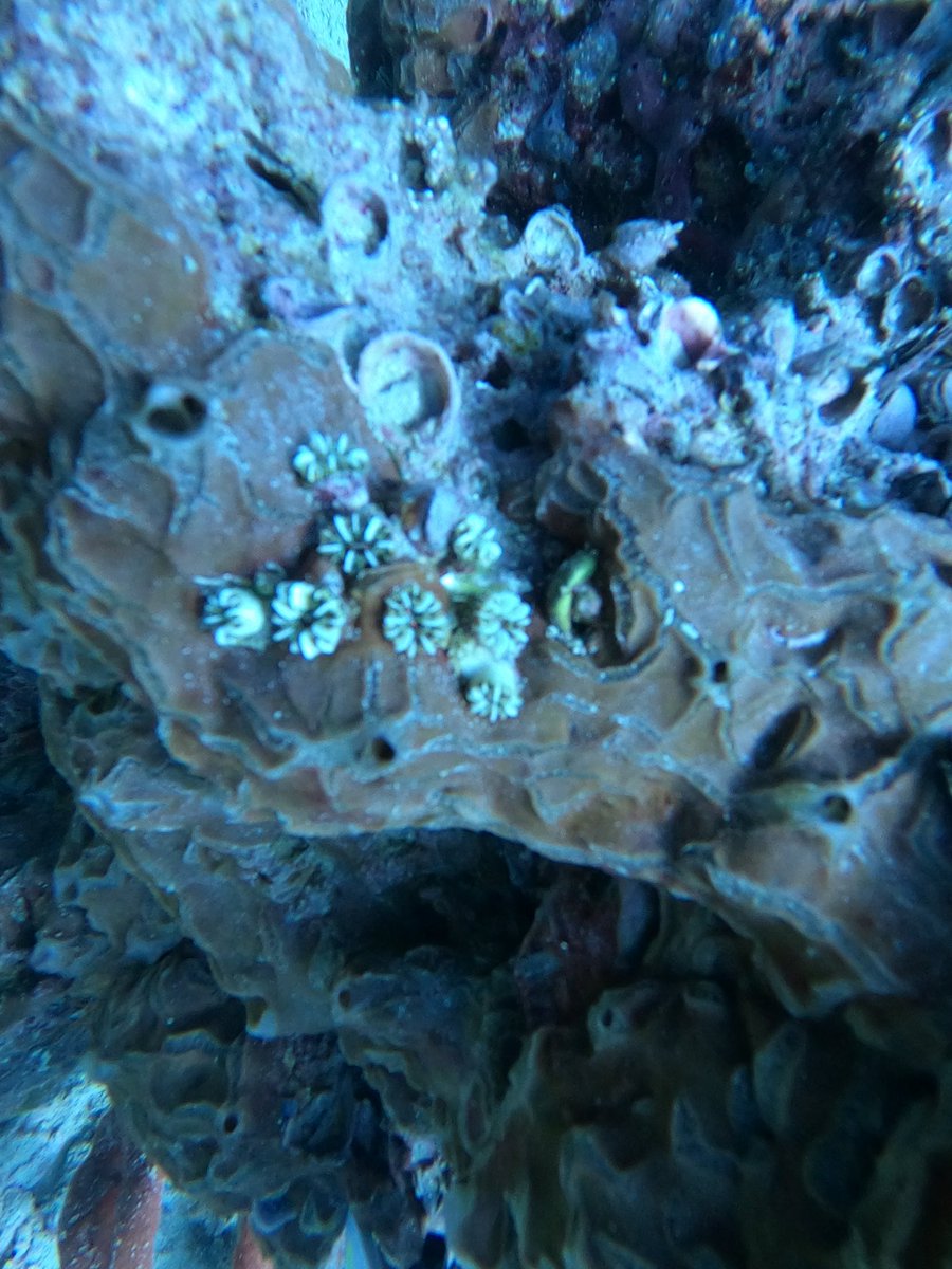 c_shortal's tweet photo. My first Eusmilia fastigiata! These stony corals are critically endangered. Rarely seen, they are often hidden in the crevices and gaps in larger corals. At this impacted reef site, all the corals were in early growth stages, giving this guy his time to shine #3Cs43 @MangroveMatt https://t.co/Tu19EreryH