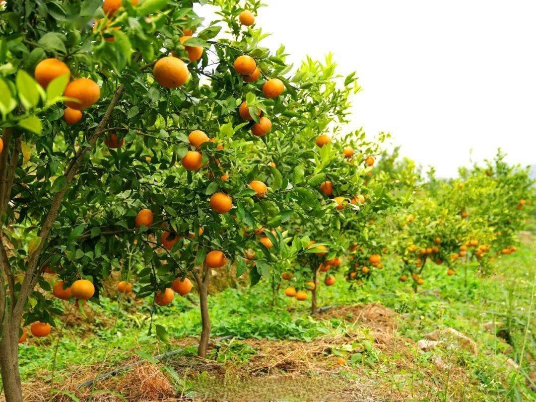 VivreauGuizhou's tweet photo. Les conditions géographiques uniques du district de #Wangmo, dans le #Guizhou , sont favorables pour les fruitiers👍👍. Les mandariniers locaux produisent des #fruits  abondants pendant une longue période de récoltes. 🥰🥰

📷 by Tianyan News https://t.co/9KRcE02Fm5