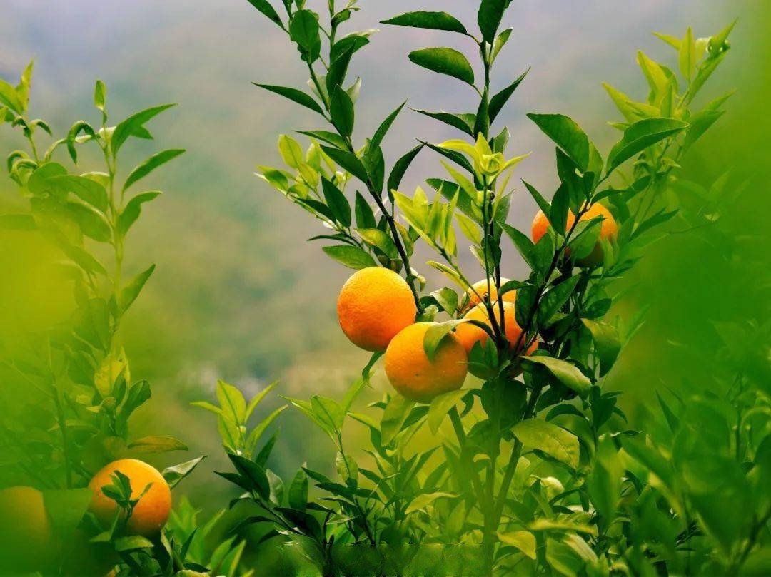 VivirenGuizhou's tweet photo. ❤️Las condiciones geográficas y ambientales únicas del condado de #Wangmo en #Guizhou hacen que los árboles de #mandarina Orah locales puedan dar muchos frutos y tener una larga temporada de cosecha.🥰🥰

📷 by Tianyan News https://t.co/MjtPrDCqWR